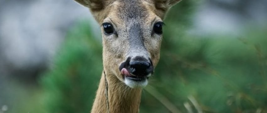 Открытие сезона охоты на косулю в Беларуси