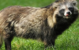 Неожиданный сосед. Как белорусы спасли енотовидную собаку из подвала многоэтажки