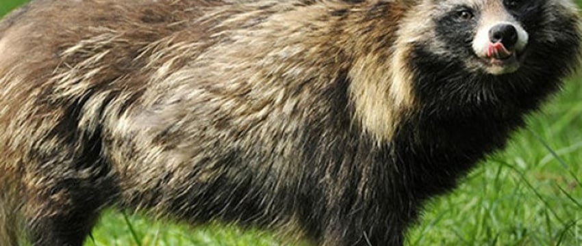 Неожиданный сосед. Как белорусы спасли енотовидную собаку из подвала многоэтажки