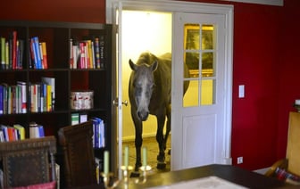 «Вся улица стонет от этих запахов!» — Юрист рассказала, можно ли заводить лошадей, коз и индюков в черте города