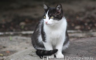 В Гродно ищут волонтеров для помощи в домик котов