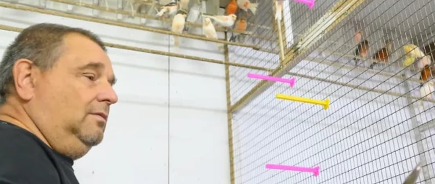 Белорус держит у себя около 100 редких канареек