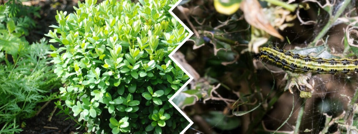 Как белорусам защитить самшит от прожорливой огнёвки? Попробуйте это копеечное средство — Полезно