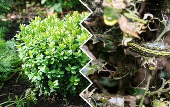 Как белорусам защитить самшит от прожорливой огнёвки? Попробуйте это копеечное средство — Полезно