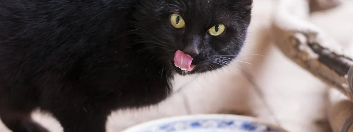 Почему кошкам нельзя пить молоко? Ветеринар назвала 3 продукта, которыми можно его заменить — Полезно