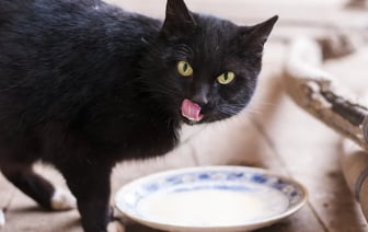 Почему кошкам нельзя пить молоко? Ветеринар назвала 3 продукта, которыми можно его заменить — Полезно