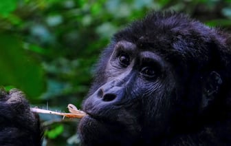 Иностранка хотела стать студенткой, но помешал фальшивый паспорт