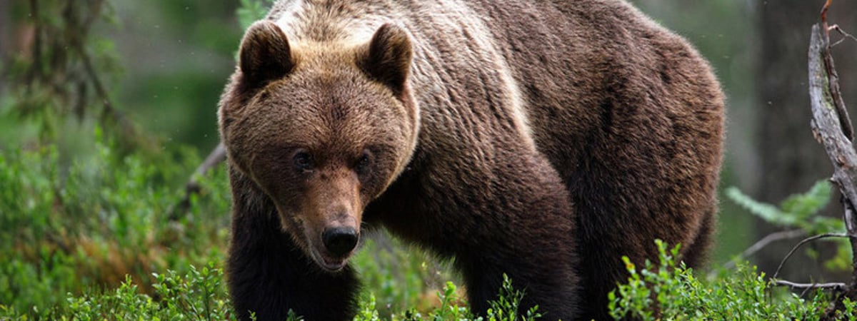 Лукашенко разрешил охоту на медведя и рысь