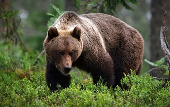 Лукашенко разрешил охоту на медведя и рысь