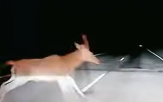 Перед автомобилем неожиданно выскочило стадо косуль — что было дальше