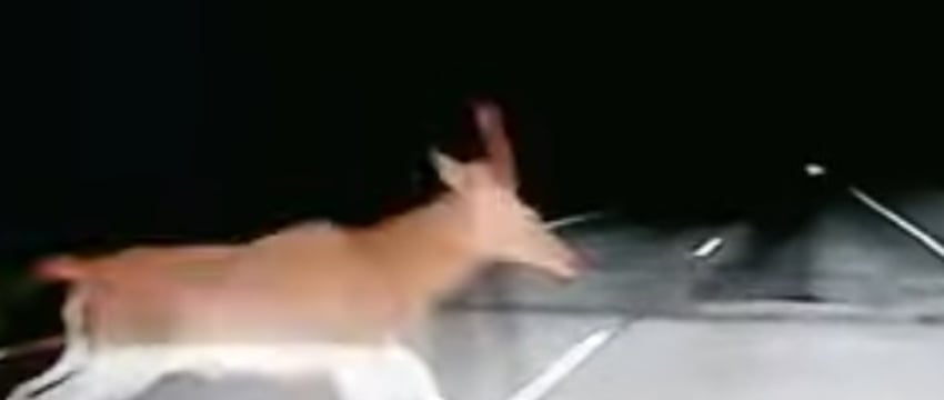 Перед автомобилем неожиданно выскочило стадо косуль — что было дальше