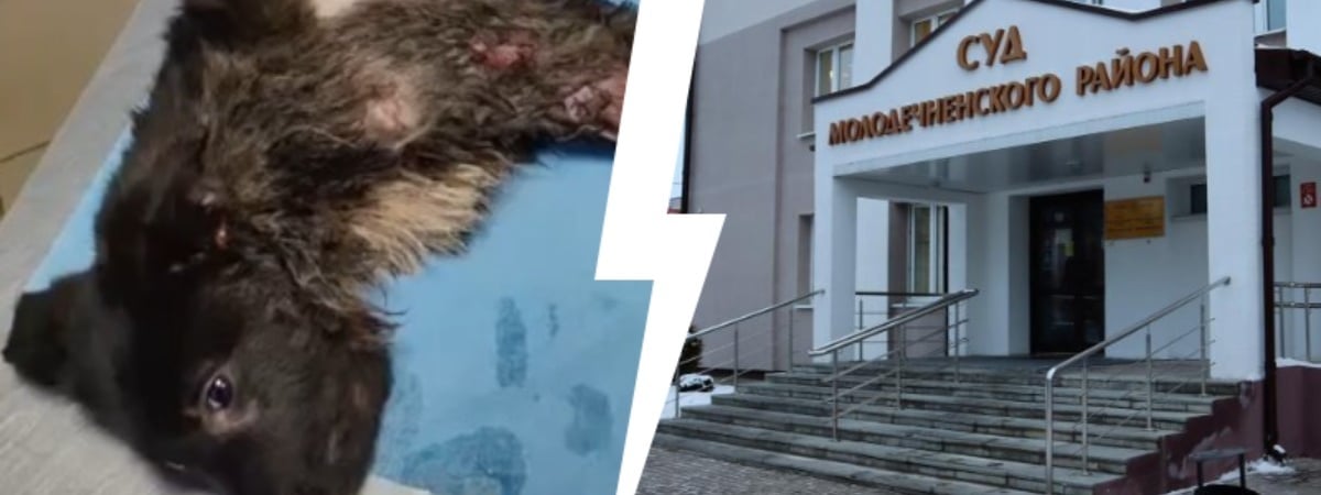 Обманывала белорусов 5 лет. В Молодечно осудили волонтёра, которая брала деньги за лжеспасение собак — Фото