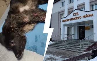 Обманывала белорусов 5 лет. В Молодечно осудили волонтёра, которая брала деньги за лжеспасение собак — Фото