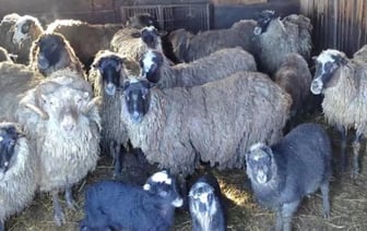 У белорусского фермера арестовали стадо овец за неуплату алиментов