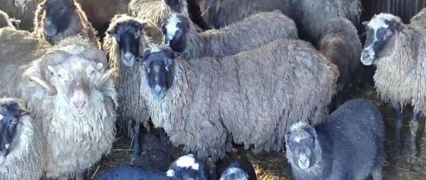 У белорусского фермера арестовали стадо овец за неуплату алиментов