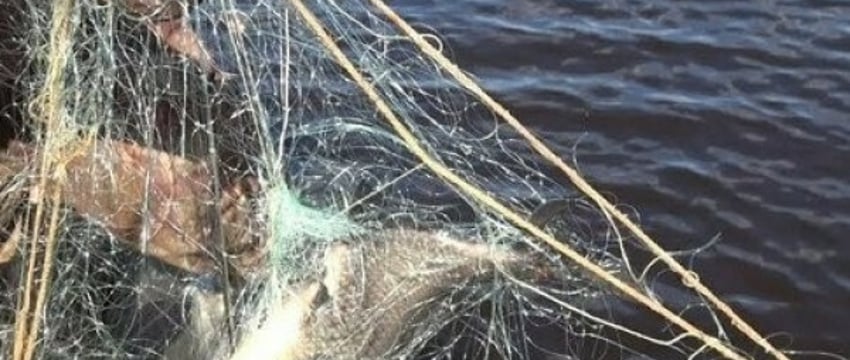 Рыболовные сети: предприниматель под угрозой потери