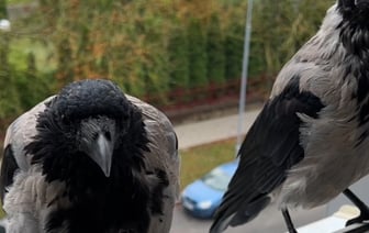 Белоруска приручила ворон — это видео надо видеть