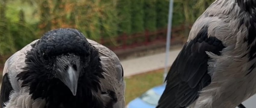 Белоруска приручила ворон — это видео надо видеть