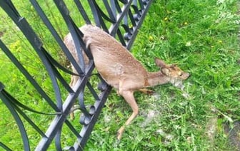 Спасение олененка в Новополоцке