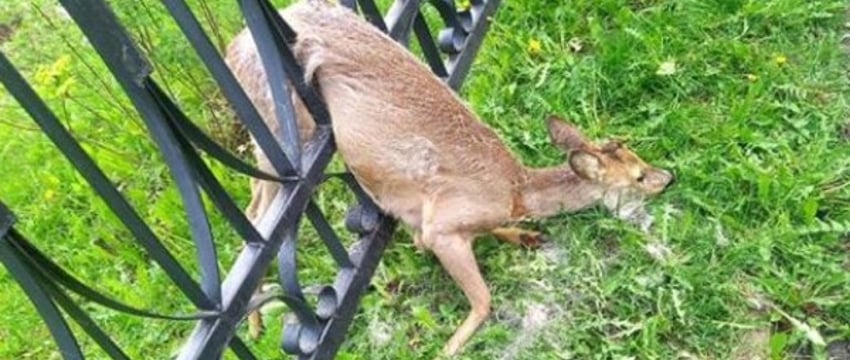 Спасение олененка в Новополоцке