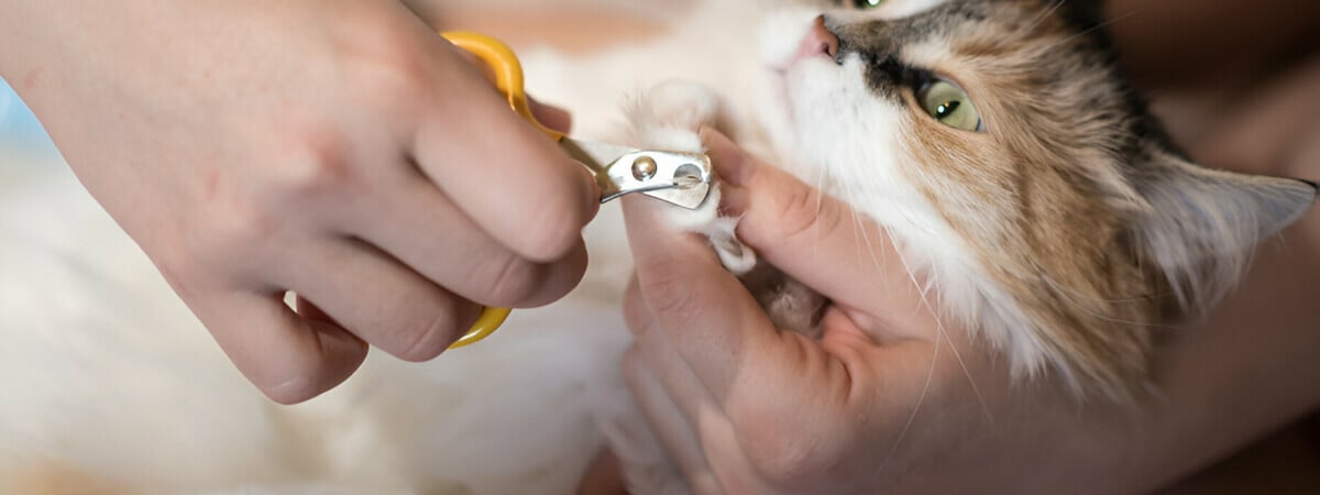 Сколько раз в месяц нужно стричь когти кошке? Эксперты объяснили, когда этого лучше не делать — Полезно