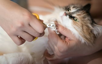 Сколько раз в месяц нужно стричь когти кошке? Эксперты объяснили, когда этого лучше не делать — Полезно