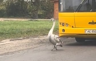 В Бресте лебедь собрал на дороге колонну авто – видео