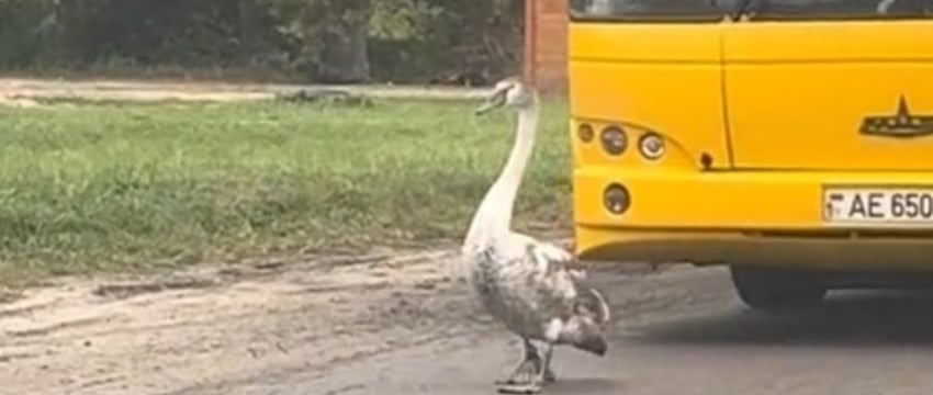 В Бресте лебедь собрал на дороге колонну авто – видео