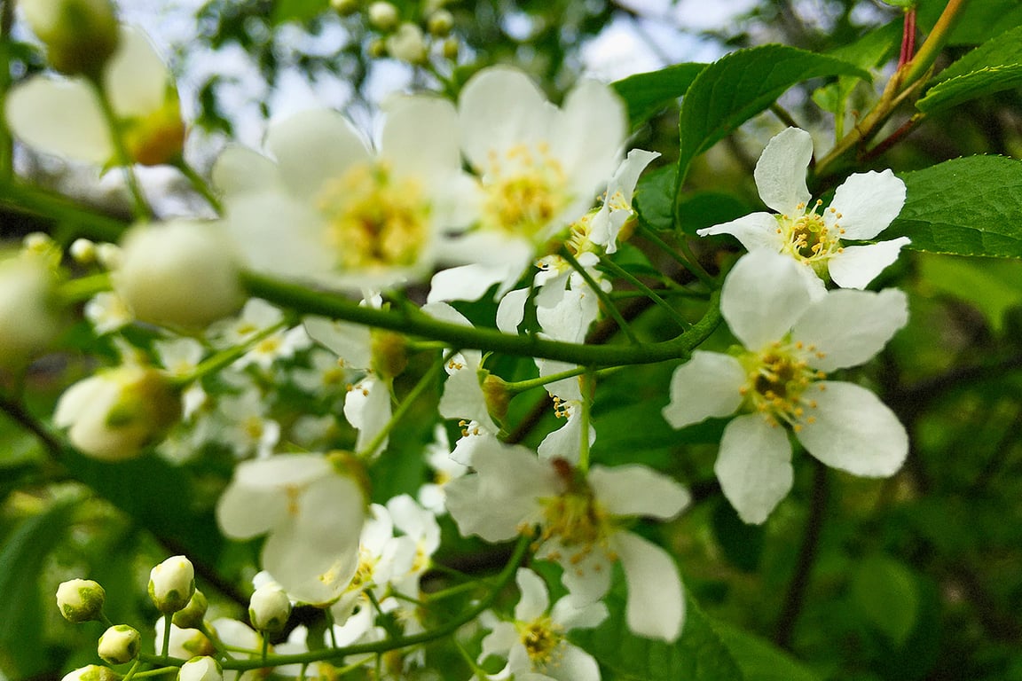 Цветет черемуха. Фото Сергея Серебро