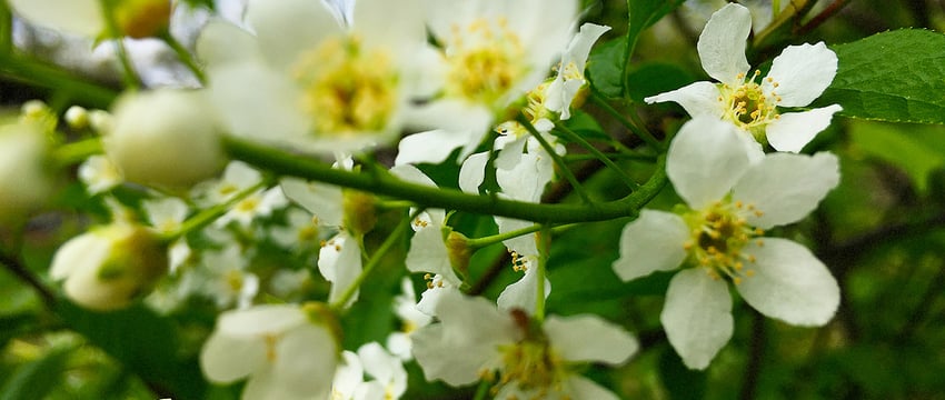 Черемуха цветет на Витебщине, это к холодам и снегу