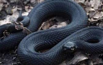 Аукцион на заготовку гадюки в Беларуси