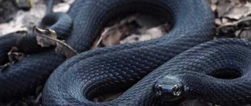 Аукцион на заготовку гадюки в Беларуси