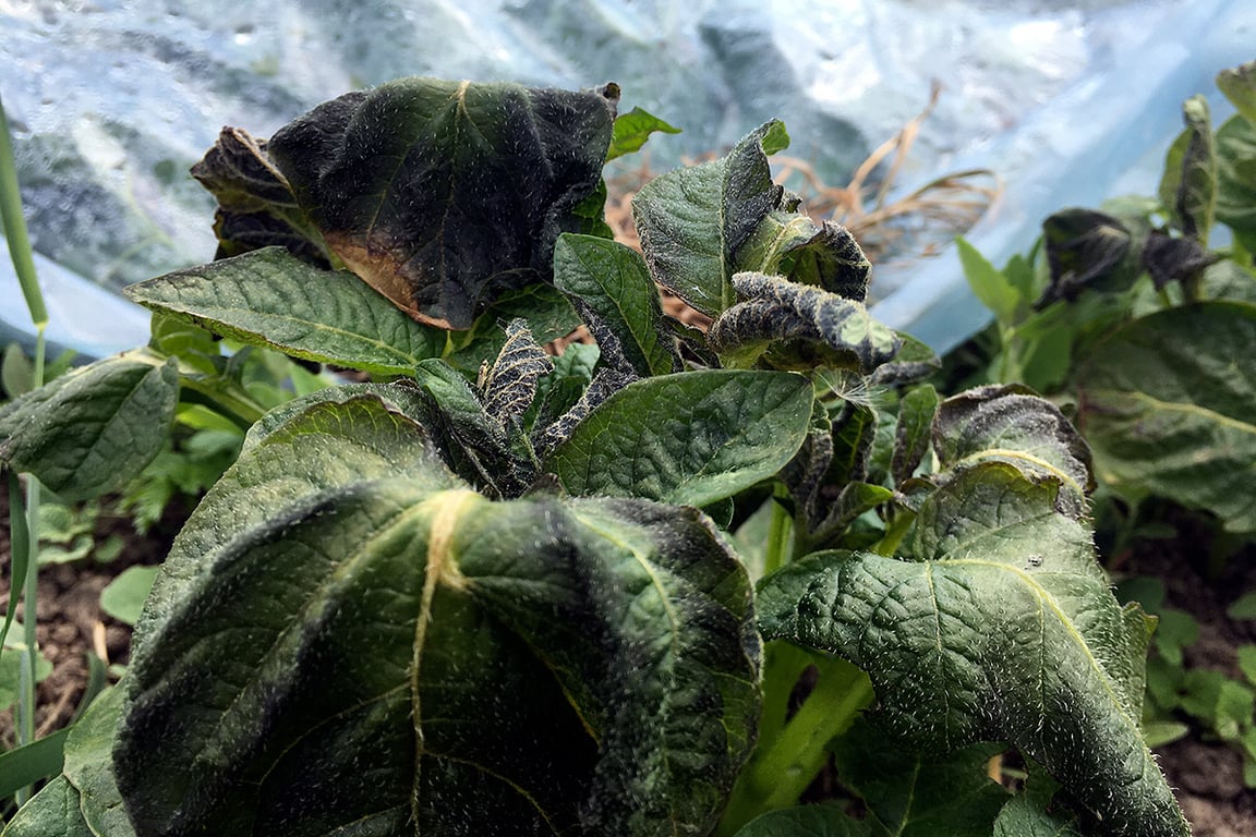 Поврежденный заморозками картофель. Фото ННВ