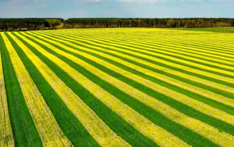 Фотосессия в рапсовом поле: разрешено или запрещено?