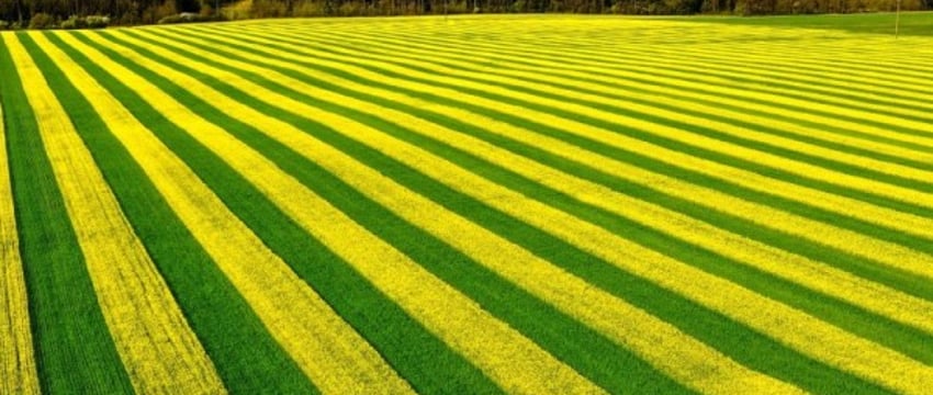 Фотосессия в рапсовом поле: разрешено или запрещено?