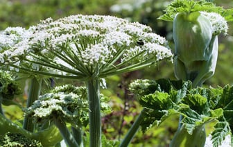 В Гомельской области выявлено около 200 мест произрастания борщевика Сосновского