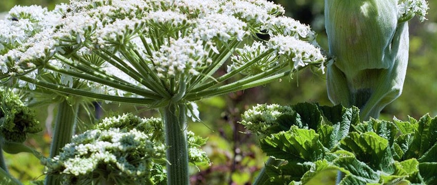 В Гомельской области выявлено около 200 мест произрастания борщевика Сосновского