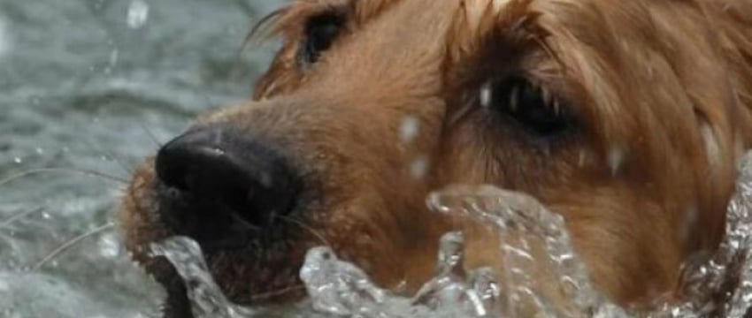 В Беларуси мужчина утонул, спасая собаку