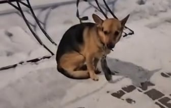 В Барановичах неравнодушные горожане помогли замерзающему псу