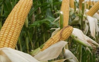 Какой штраф можно получить за кражу початков кукурузы с поля?