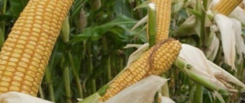 Какой штраф можно получить за кражу початков кукурузы с поля?