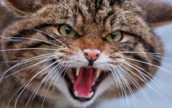 В Беларуси бездомный кот покусал нескольких человек – у животного было бешенство