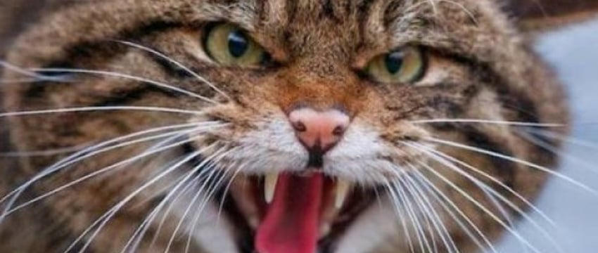В Беларуси бездомный кот покусал нескольких человек – у животного было бешенство