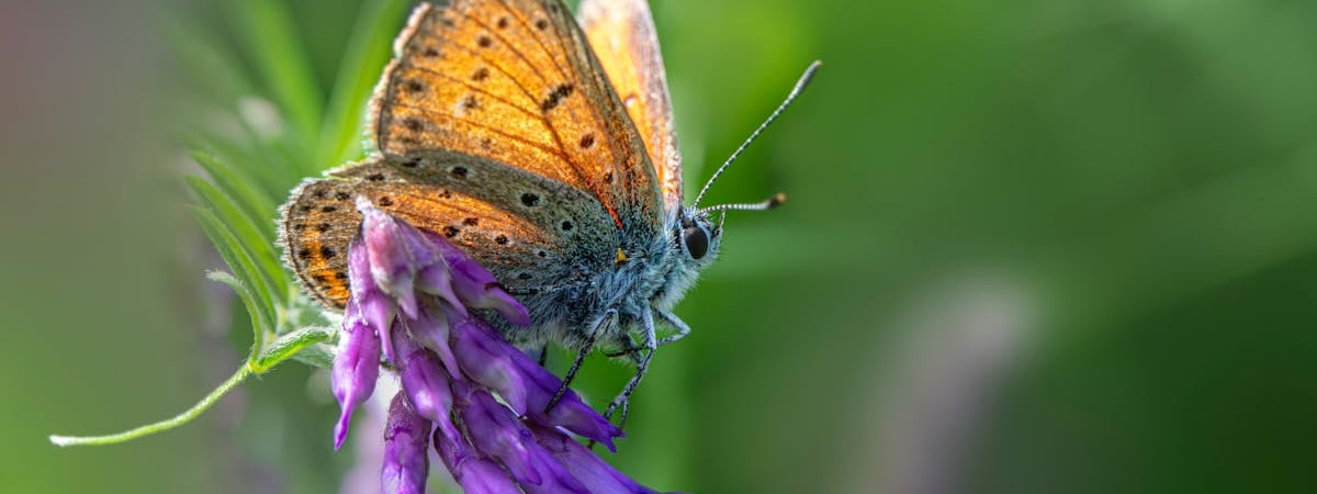 Эстония запретит гражданам страны участвовать в проходящих в Беларуси мероприятиях