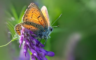 Эстония запретит гражданам страны участвовать в проходящих в Беларуси мероприятиях