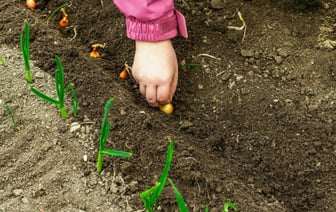 Когда и как белорусам сажать озимый лук-севок? Не пропустите эти даты в октябре и ноябре 2024 года — Полезно