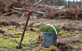 Жителей Гомеля приглашают на посадку леса. Куда обращаться?