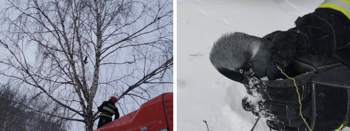 МЧСники показали, как спасли ворону, застрявшую на дереве в Гомеле — Видео