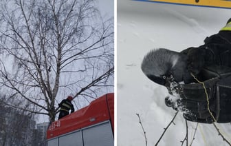 МЧСники показали, как спасли ворону, застрявшую на дереве в Гомеле — Видео