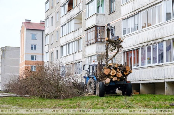 Кто и почему срезает деревья и кустарники возле многоквартирных домов в Березе